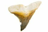 Fossil Shark Tooth (Hemipristis) - Bone Valley, Florida #299455-1